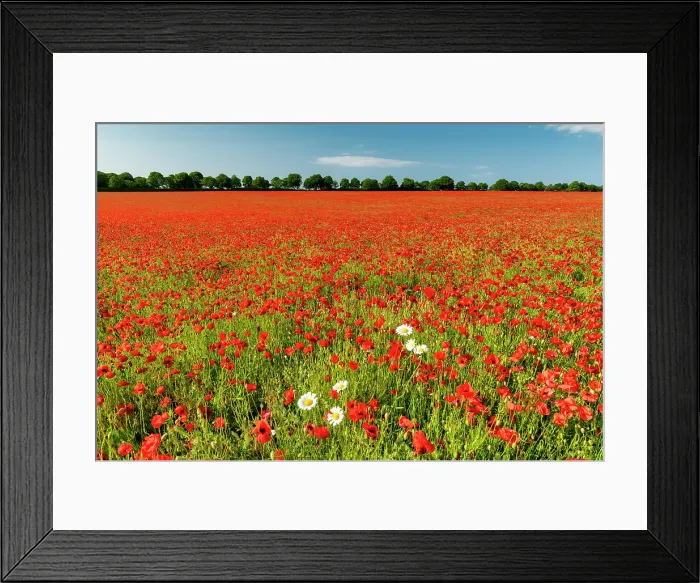 Framed Print : Field of Poppies & Farm, near Anmer, Norfolk, England Framed Print : Field of Poppies & Farm, near Anmer, Norfolk, England