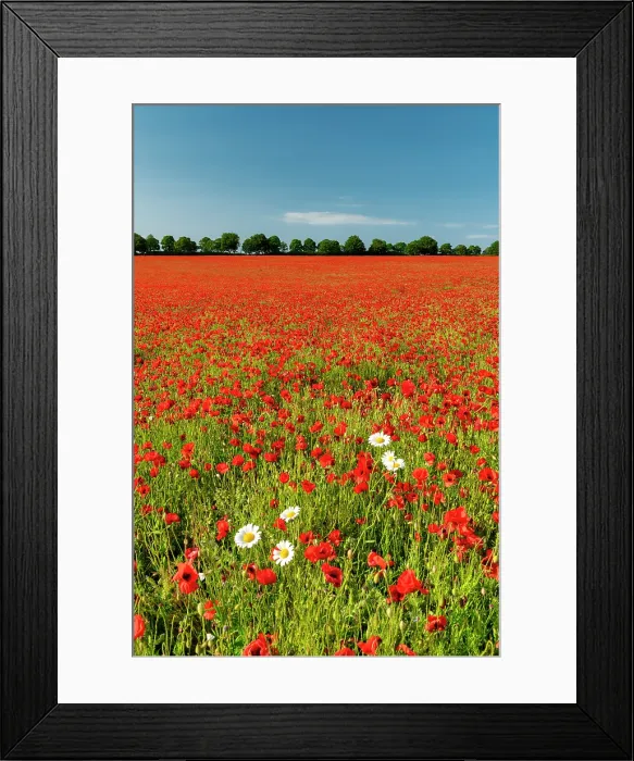 Framed Print : Field of Poppies & Farm, near Anmer, Norfolk, England Framed Print : Field of Poppies & Farm, near Anmer, Norfolk, England