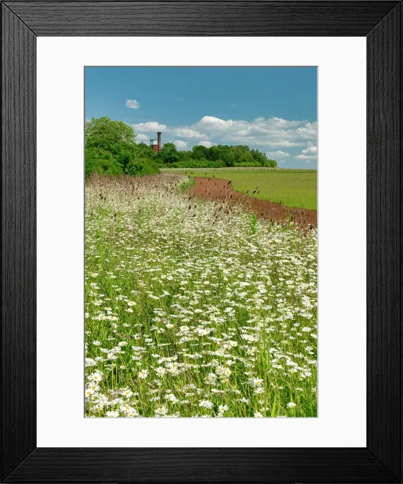 Framed Print : Field of Daisies, near Sandringham, Norfolk, England Framed Print : Field of Daisies, near Sandringham, Norfolk, England