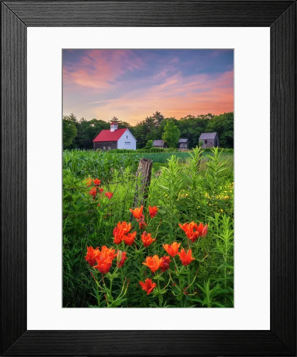 Framed Print : Muster Field Farm with Siberian Lilies at sunrise, North Sutton, New Hampshisre, USA Framed Print : Muster Field Farm with Siberian Lilies at sunrise, North Sutton, New Hampshisre, USA