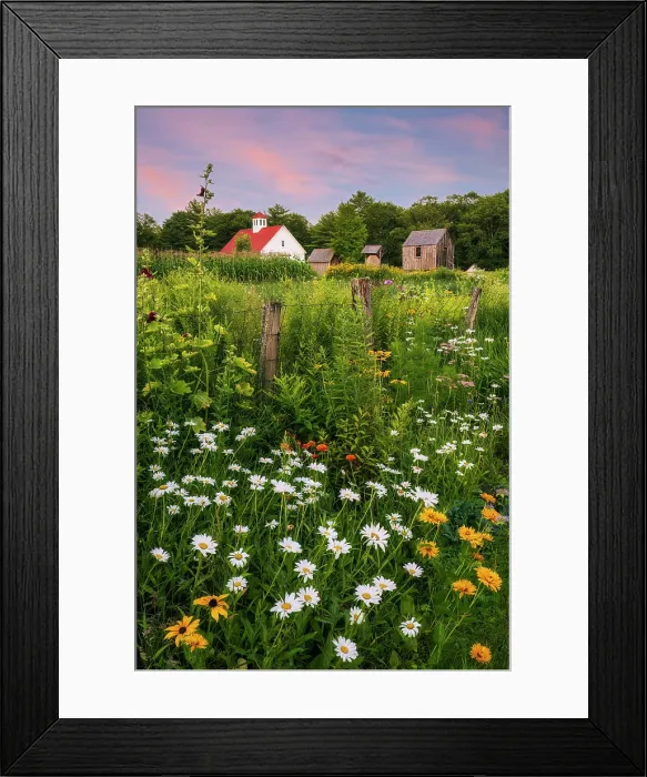 Framed Print : Sunset at Muster Field Farm with flowers, North Sutton, New Hampshire, USA Framed Print : Sunset at Muster Field Farm with flowers, North Sutton, New Hampshire, USA