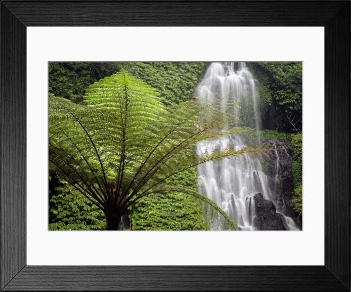 Framed Print : Fern tree & Banyumala Waterfall, Bali, Indonesia Framed Print : Fern tree & Banyumala Waterfall, Bali, Indonesia