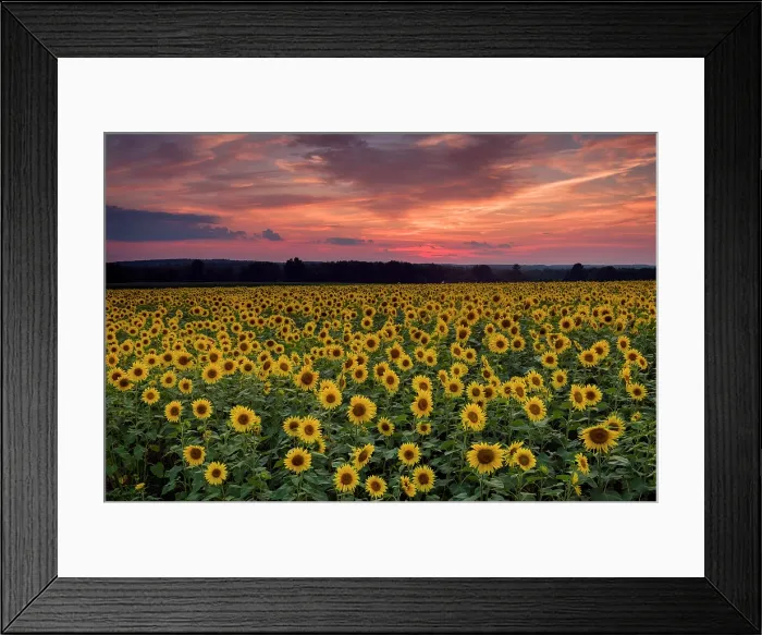Framed Print : Sunflower field at sunset, Buttonwood Farm, Griswold, Connecticut, USA Framed Print : Sunflower field at sunset, Buttonwood Farm, Griswold, Connecticut, USA