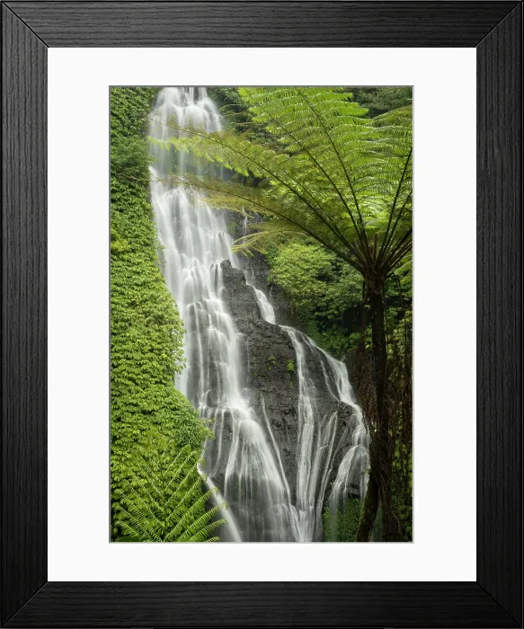 Framed Print : Fern tree & Banyumala Waterfall, Bali, Indonesia Framed Print : Fern tree & Banyumala Waterfall, Bali, Indonesia