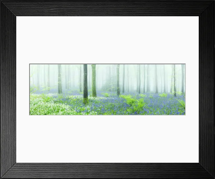 Framed Print : Beech (Fagus sylvatica) woodland on a misty spring morning, Cranborne Chase, Dorset, England, UK, May 2024 Framed Print : Beech (Fagus sylvatica) woodland on a misty spring morning, Cranborne Chase, Dorset, England, UK, May 2024
