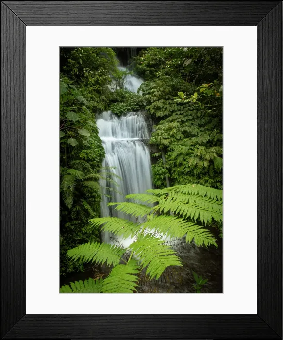 Framed Print : Fern tree & Banyumala Waterfall, Bali, Indonesia Framed Print : Fern tree & Banyumala Waterfall, Bali, Indonesia