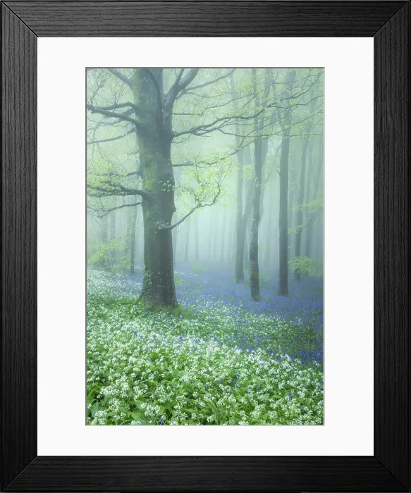 Framed Print : Beech (Fagus sylvatica) woodland on a misty spring morning, Cranborne Chase, Dorset, England, UK, May 2024 Framed Print : Beech (Fagus sylvatica) woodland on a misty spring morning, Cranborne Chase, Dorset, England, UK, May 2024
