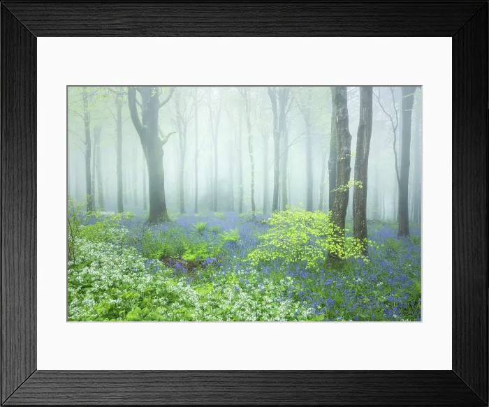 Framed Print : Beech (Fagus sylvatica) woodland on a misty spring morning, Cranborne Chase, Dorset, England, UK, May 2024 Framed Print : Beech (Fagus sylvatica) woodland on a misty spring morning, Cranborne Chase, Dorset, England, UK, May 2024