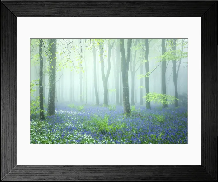 Framed Print : Beech (Fagus sylvatica) woodland on a misty spring morning, Cranborne Chase, Dorset, England, UK, May 2024 Framed Print : Beech (Fagus sylvatica) woodland on a misty spring morning, Cranborne Chase, Dorset, England, UK, May 2024