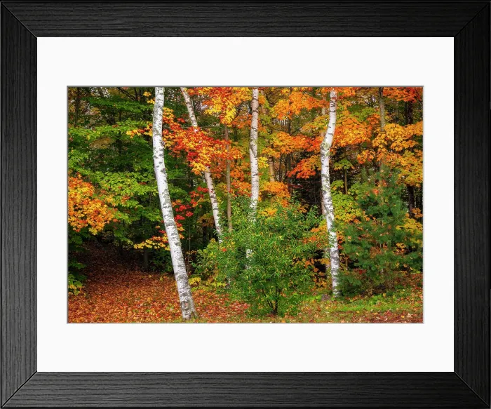 Framed Print : Birch trees in autumn, Adirondack Mountains, New York, USA Framed Print : Birch trees in autumn, Adirondack Mountains, New York, USA