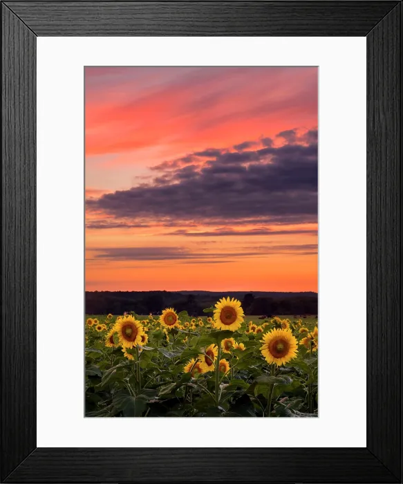 Framed Print : Sunflowers at sunset, Buttonwood Farm, Griswold, Connecticut, USA Framed Print : Sunflowers at sunset, Buttonwood Farm, Griswold, Connecticut, USA