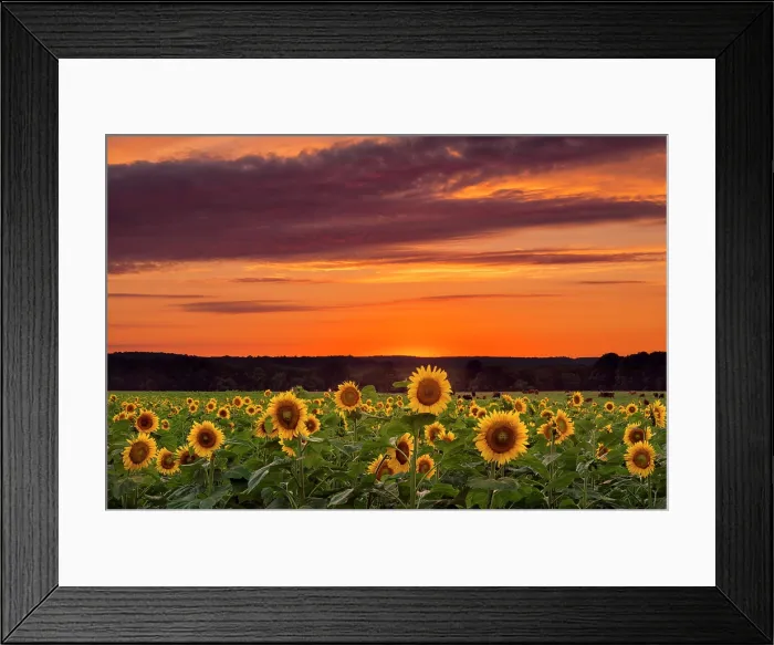 Framed Print : Sunflowers at sunset, Buttonwood Farm, Griswold, Connecticut, USA Framed Print : Sunflowers at sunset, Buttonwood Farm, Griswold, Connecticut, USA