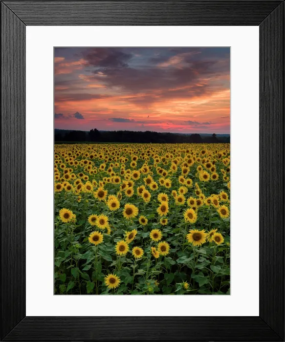 Framed Print : Sunflower field at sunset, Buttonwood Farm, Griswold, Connecticut, USA Framed Print : Sunflower field at sunset, Buttonwood Farm, Griswold, Connecticut, USA