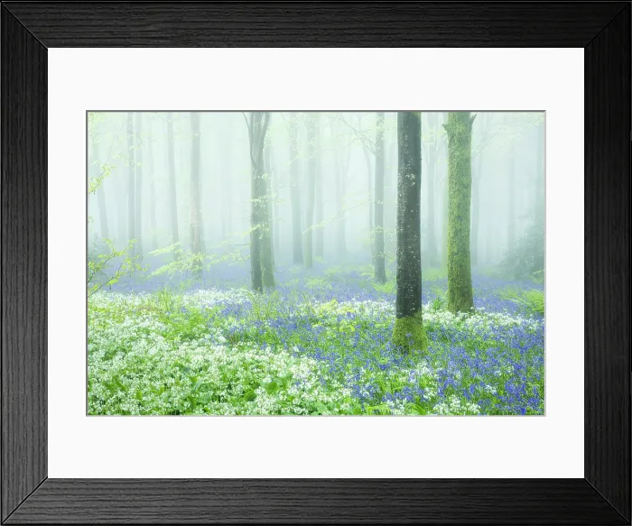 Framed Print : Beech (Fagus sylvatica) woodland on a misty spring morning, Cranborne Chase, Dorset, England, UK, May 2024 Framed Print : Beech (Fagus sylvatica) woodland on a misty spring morning, Cranborne Chase, Dorset, England, UK, May 2024