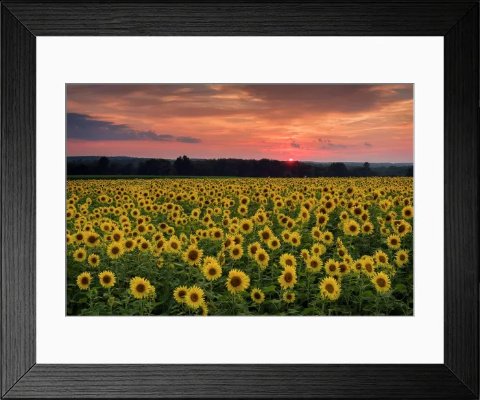 Framed Print : Sunflower field at sunset, Buttonwood Farm, Griswold, Connecticut, USA Framed Print : Sunflower field at sunset, Buttonwood Farm, Griswold, Connecticut, USA