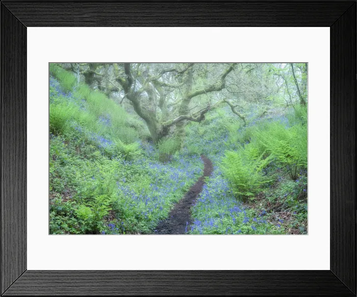 Framed Print : Ancient Oak trees, ferns and bluebells(Endymion non-scriptus), Marshwood Vale, Dorset, England, UK, May 2024 Framed Print : Ancient Oak trees, ferns and bluebells(Endymion non-scriptus), Marshwood Vale, Dorset, England, UK, May 2024
