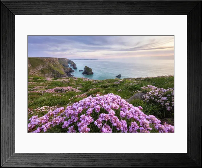 Framed Print : Thrift / Sea Pink (Armeria maritima) in bloom at Bedruthan Steps, Cornwall, England, UK, May 2024 Framed Print : Thrift / Sea Pink (Armeria maritima) in bloom at Bedruthan Steps, Cornwall, England, UK, May 2024