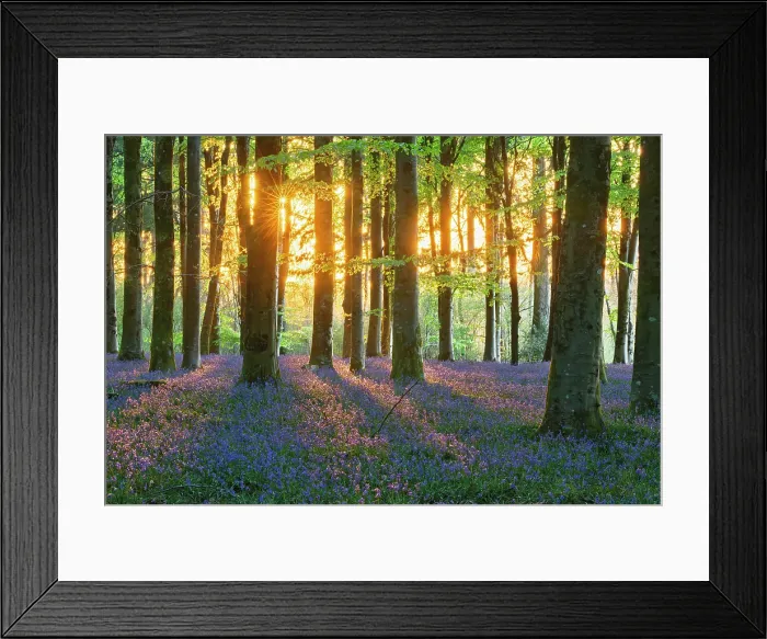 Framed Print : Beech (Fagus sylvatica) woodland with Bluebells (Endymion non-scriptus) in springtime at dawn, Cranborne Chase, Dorset, England, UK, April 2025 Framed Print : Beech (Fagus sylvatica) woodland with Bluebells (Endymion non-scriptus) in springtime at dawn, Cranborne Chase, Dorset, England, UK, April 2025