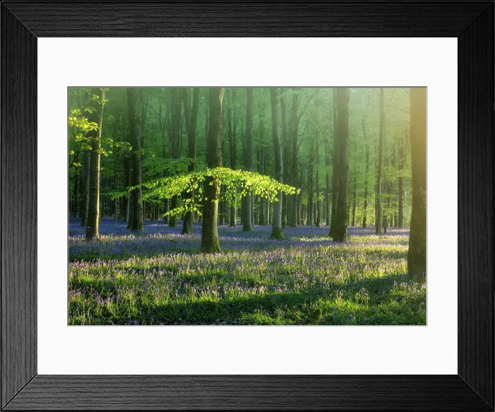 Framed Print : Beech (Fagus sylvatica) woodland with Bluebells (Endymion non-scriptus) in springtime at dawn, Cranborne Chase, Dorset, England, UK, April 2025 Framed Print : Beech (Fagus sylvatica) woodland with Bluebells (Endymion non-scriptus) in springtime at dawn, Cranborne Chase, Dorset, England, UK, April 2025