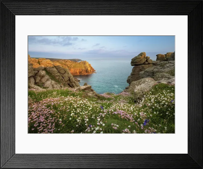 Framed Print : Coastal wildflowers in bloom at Land's End, Cornwall, England, UK, May 2025