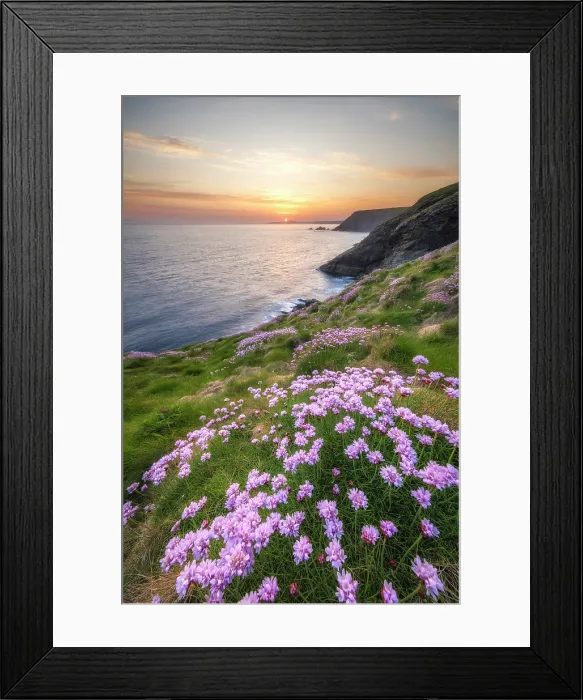 Framed Print : Thrift / Sea Pink (Armeria maritima) in bloom at Godrevy Point, Cornwall, England, UK, May 2025 Framed Print : Thrift / Sea Pink (Armeria maritima) in bloom at Godrevy Point, Cornwall, England, UK, May 2025