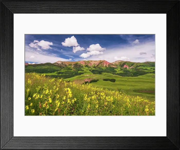 Framed Print : Sunflowers on hill, Crested Butte, Colorado, USA Framed Print : Sunflowers on hill, Crested Butte, Colorado, USA
