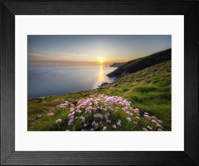 Framed Print : Thrift / Sea Pink (Armeria maritima) in bloom at Godrevy Point, Cornwall, England, UK, May 2025 Framed Print : Thrift / Sea Pink (Armeria maritima) in bloom at Godrevy Point, Cornwall, England, UK, May 2025