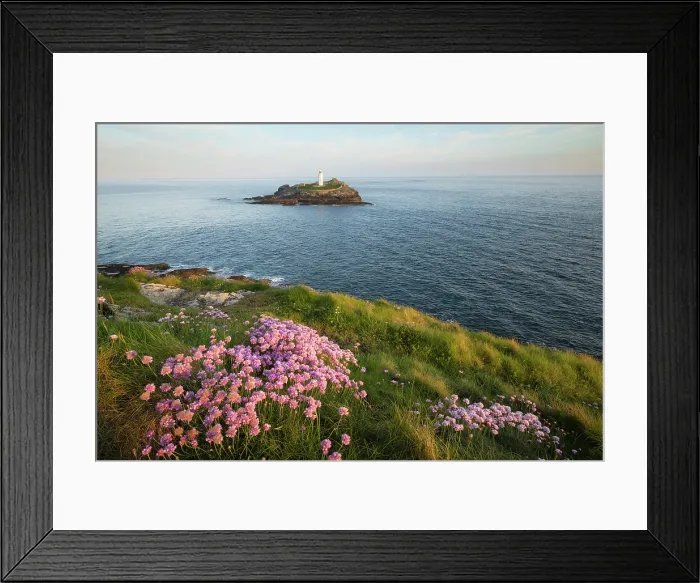 Framed Print : Thrift / Sea Pink (Armeria maritima) in bloom at Godrevy Point with Godrevy Lighthouse, Cornwall, England, UK, May 2025 Framed Print : Thrift / Sea Pink (Armeria maritima) in bloom at Godrevy Point with Godrevy Lighthouse, Cornwall, England, UK, May 2025