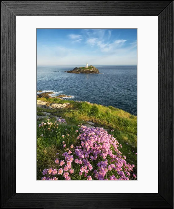 Framed Print : Thrift / Sea Pink (Armeria maritima) in bloom at Godrevy Point with Godrevy Lighthouse, Cornwall, England, UK, May 2025 Framed Print : Thrift / Sea Pink (Armeria maritima) in bloom at Godrevy Point with Godrevy Lighthouse, Cornwall, England, UK, May 2025
