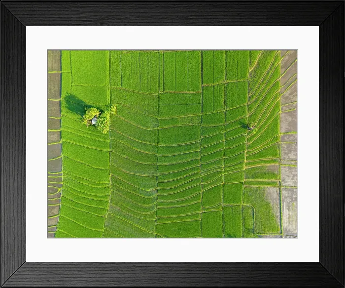 Framed Print : Rice Tarraces near Tanah Lot, Bali, Indonesia