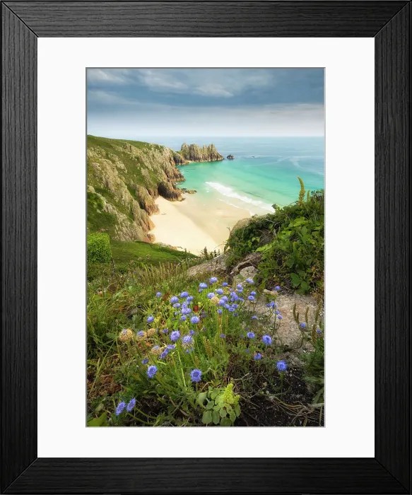 Framed Print : Sheep's-bit (Jasione montana) in bloom at Pedn Vounder Beach, Porthcurno, Cornwall, England, UK, May 2025 Framed Print : Sheep's-bit (Jasione montana) in bloom at Pedn Vounder Beach, Porthcurno, Cornwall, England, UK, May 2025