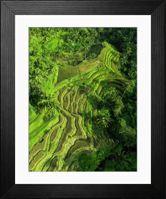Framed Print : Rice Terraces, Tegallalang, near Ubud, Bali, Indonesia Framed Print : Rice Terraces, Tegallalang, near Ubud, Bali, Indonesia