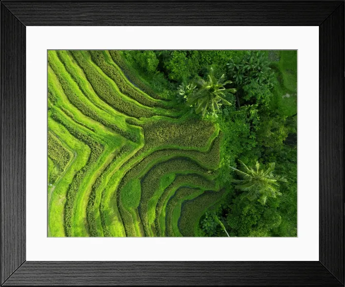 Framed Print : Rice Terraces, Tegallalang, near Ubud, Bali, Indonesia Framed Print : Rice Terraces, Tegallalang, near Ubud, Bali, Indonesia