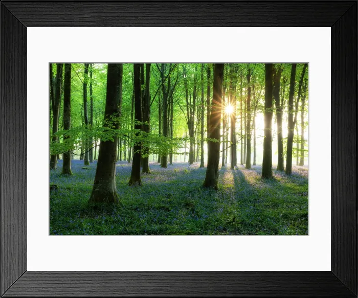 Framed Print : Beech (Fagus sylvatica) woodland with Bluebells (Endymion non-scriptus) in springtime at dawn, Cranborne Chase, Dorset, England, UK, April 2025 Framed Print : Beech (Fagus sylvatica) woodland with Bluebells (Endymion non-scriptus) in springtime at dawn, Cranborne Chase, Dorset, England, UK, April 2025