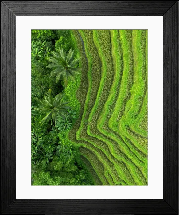 Framed Print : Rice Terraces, Tegallalang, near Ubud, Bali, Indonesia Framed Print : Rice Terraces, Tegallalang, near Ubud, Bali, Indonesia