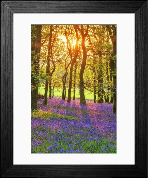 Framed Print : Bluebells (Endymion non-scriptus) in bloom in Oak (Quercus robur) woodland near Blandford Forum, Dorset, England, UK, April 2025 Framed Print : Bluebells (Endymion non-scriptus) in bloom in Oak (Quercus robur) woodland near Blandford Forum, Dorset, England, UK, April 2025