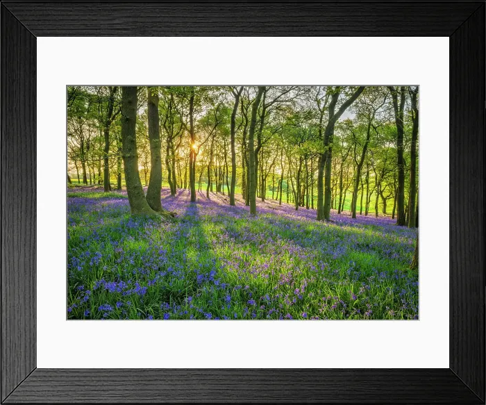Framed Print : Bluebells (Endymion non-scriptus) in bloom in Oak (Quercus robur) woodland near Blandford Forum, Dorset, England, UK, April 2025 Framed Print : Bluebells (Endymion non-scriptus) in bloom in Oak (Quercus robur) woodland near Blandford Forum, Dorset, England, UK, April 2025