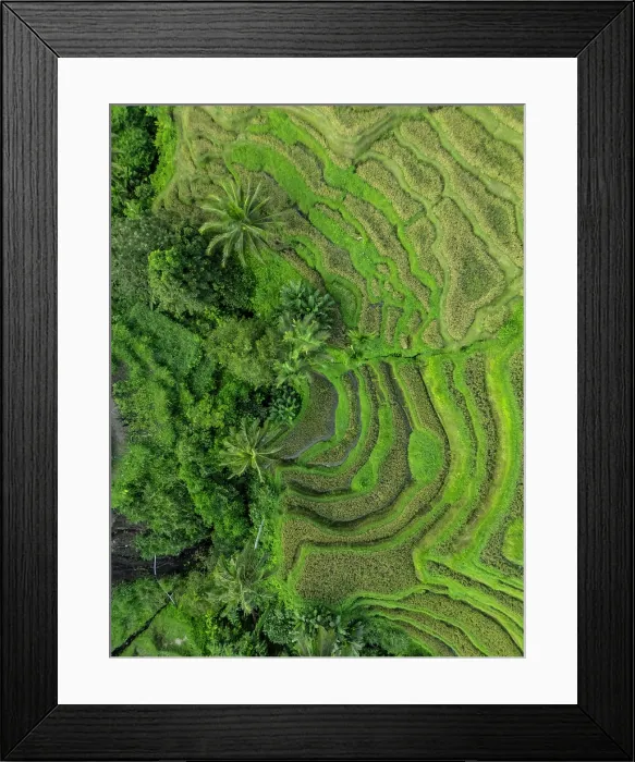 Framed Print : Rice Terraces, Tegallalang, near Ubud, Bali, Indonesia Framed Print : Rice Terraces, Tegallalang, near Ubud, Bali, Indonesia