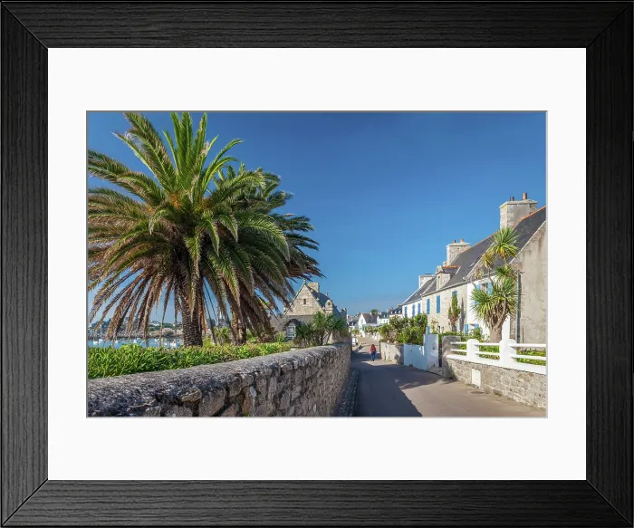 Framed Print : Waterfront promenade with palm trees on the Ile de Batz, Finistere, Brittany, France