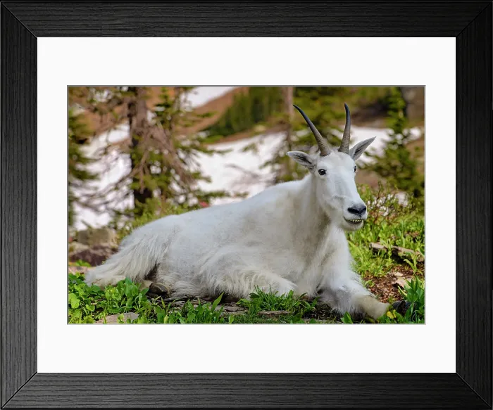 Framed Print : Smiling mountain goat, Logan Pass, Glacier National Park, Montana, USA Framed Print : Smiling mountain goat, Logan Pass, Glacier National Park, Montana, USA
