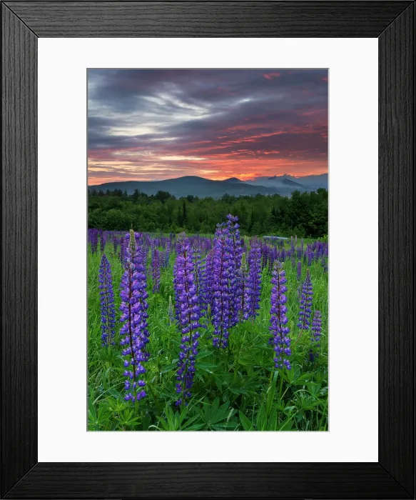 Framed Print : Sunrise over Whtie Mountain National Forest with purple lupines, Sugar Hill, New Hampshire, USA Framed Print : Sunrise over Whtie Mountain National Forest with purple lupines, Sugar Hill, New Hampshire, USA