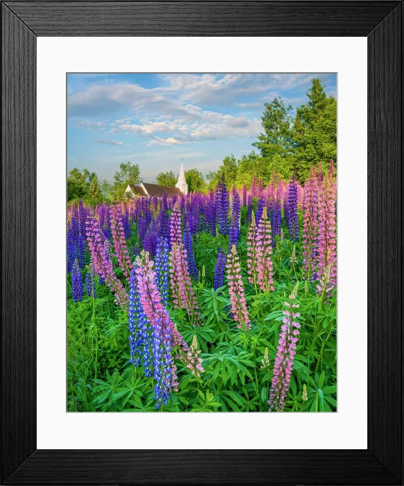 Framed Print : Pink lupines in Sugar Hill with St Matthews Chapel, Sugar Hill, New Hampshire, USA Framed Print : Pink lupines in Sugar Hill with St Matthews Chapel, Sugar Hill, New Hampshire, USA