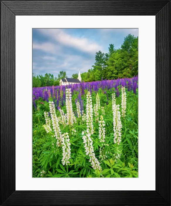 Framed Print : White lupines at Sugar Hill with St Matthews Chapel, Sugar Hill, New Hampshire, USA Framed Print : White lupines at Sugar Hill with St Matthews Chapel, Sugar Hill, New Hampshire, USA