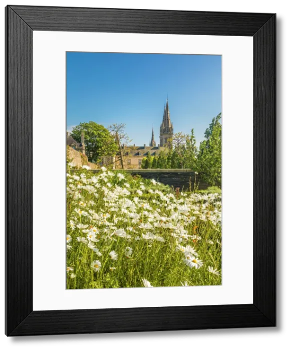 Framed Print : Flower meadow with view of the Cathedral of Saint-Pol-de-Leon, Morbihan, Brittany, France Framed Print : Flower meadow with view of the Cathedral of Saint-Pol-de-Leon, Morbihan, Brittany, France