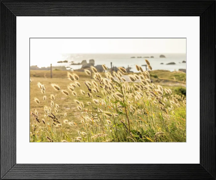 Framed Print : Beach grass at sunset at the Phare de Pontusval, Plouneour-Brignogan-Plages, Finistere, Brittany, France Framed Print : Beach grass at sunset at the Phare de Pontusval, Plouneour-Brignogan-Plages, Finistere, Brittany, France