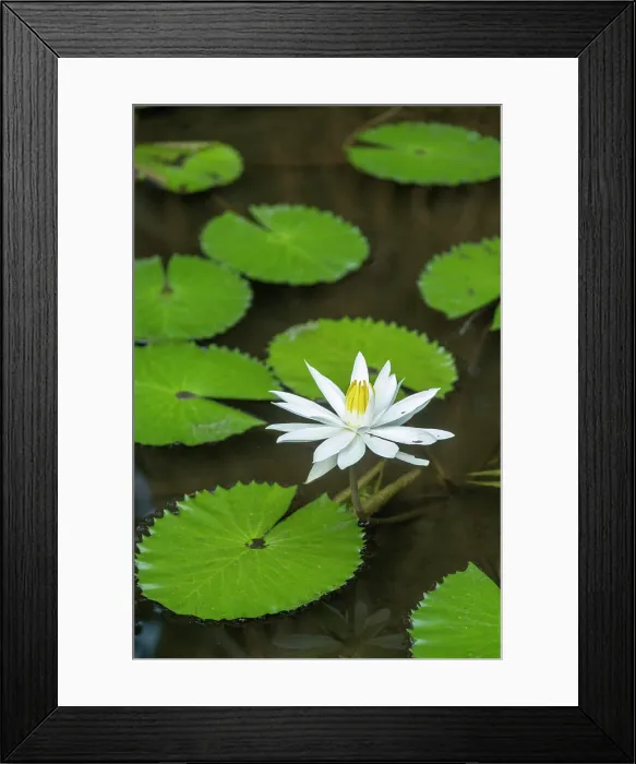 Framed Print : Lily pond at the Oberoi Hote in Seminyak, Bali, Indonesia Framed Print : Lily pond at the Oberoi Hote in Seminyak, Bali, Indonesia