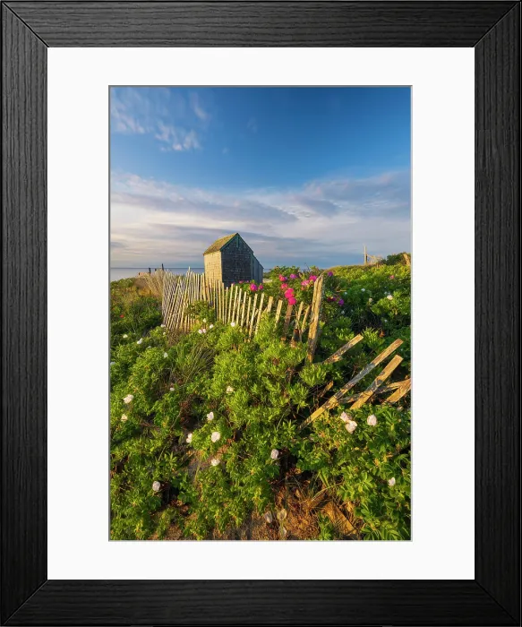 Framed Print : Beach roses and shack at Foster Beach, Cape Cod, Chatham, Massachusetts, USA Framed Print : Beach roses and shack at Foster Beach, Cape Cod, Chatham, Massachusetts, USA