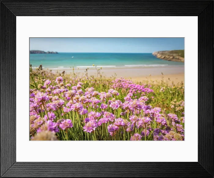 Framed Print : Sea thrift (Armeria maritima) on the beach of Kerloc'h, Crozon, Finistere, Brittany, France