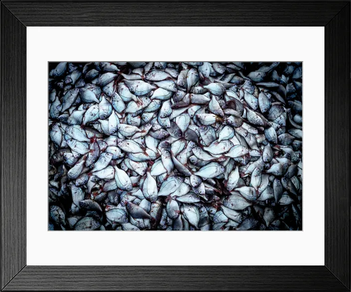 Framed Print : Abundance of freshly caught fish, Tam Tien, Quang Nam Province, Central Vietnam Framed Print : Abundance of freshly caught fish, Tam Tien, Quang Nam Province, Central Vietnam