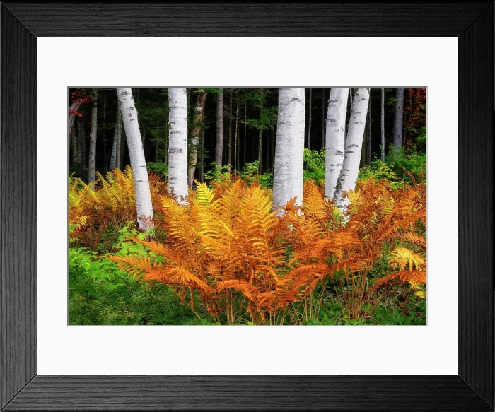 Framed Print : Group of birch trees and ferns in autumn, Gorham, New Hampshire, USa Framed Print : Group of birch trees and ferns in autumn, Gorham, New Hampshire, USa